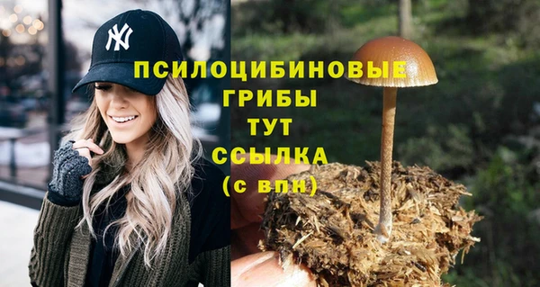 PSILOCYBIN Богородицк